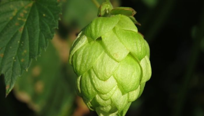 Flower of Humulus lupulus Plant